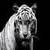 Tiger Live Wallpaper Free app for free