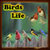 Birds Life app for free