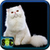 Cat Pictures Free icon