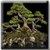 Bonsai tree LWP 2 icon