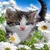 Flower Cat Live Wallpaper icon