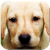 Labrador Wallpapers app icon