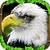 Eagle Simulator ultimate app for free