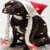 Christmas Pup Live Wallpaper icon