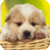 Cutest Pets Free icon