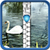 Swans Zipper Lock Screen icon