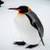 penguins around the world 4k  icon