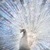 White Peacock LWP icon