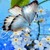 Blue Butterfly Live Wallpape icon