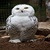White Snowy Owl Live Wallpaper icon