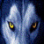 Wolf Wallpaper Gallery icon