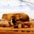Elephants Live Wallpape icon