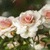 White Roses Lwp icon