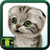 Free Kitten Wallpaper Download icon
