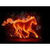 Fire Horse 3D wallpaper HD icon