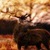 Forest Deer Live Wallpaper icon
