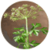 Benefits of Parsley app for free