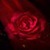 Flare Red Rose LWP icon