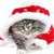 Christmas Cat LWP icon