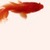 Golden Fish Live Wallpape icon