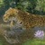 Tiger Bath Live Wallpaper icon