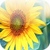 Beatiful Sunflowers Wallpapers icon