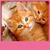 Kittens Live Wallpapers Free icon