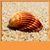 Seashell Live Wallpapers Free icon