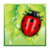 Beetle Game Dash icon