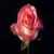 Beautiful Roses Wallpapers icon