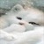 Sweet White Cat Live Wallpaper icon