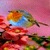 Colorful Bird Live Wallpaper icon