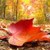 Wonderful autumn landscapes app for free
