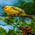 Lonely Yellow Bird Live Wallpaper icon