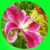 Most Beautiful Flowers In The World app for free