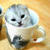 Cute and Funny Kittens face Wallpaper icon