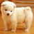 Cute Puppy Live Wallpaper 2 icon
