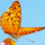 Butterfly Effect HD icon