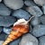 Shell in Water LWP icon