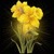 Beaming Flowers Live Wallpaper app for free