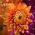Flowers Gerbera Macro Wallpaper HD icon