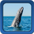 Whale Live Wallpapers app for free