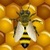 Bee Live Wallpaper Free icon