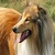 Beautiful Collie Lassie Dog Live Wallpaper icon