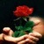 Rose For You Live Wallpaper icon
