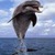Dancing Dolphin Live Wallpaper icon