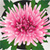 Chrysanthemum Photo Collage icon