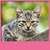 Cat Live Wallpapers Free icon