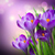 Tulips Live Wallpapers icon