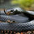 Black Mamba Snake Wallpaper icon